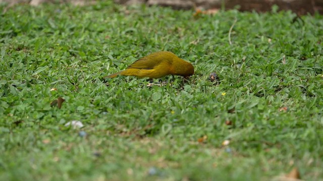 Spectacled Weaver (Black-throated) - ML643750963