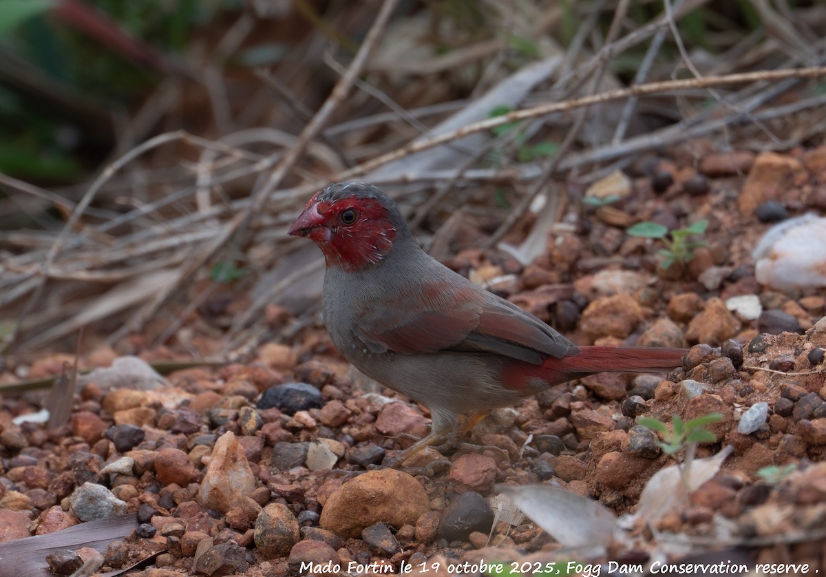 Crimson Finch - ML643750969