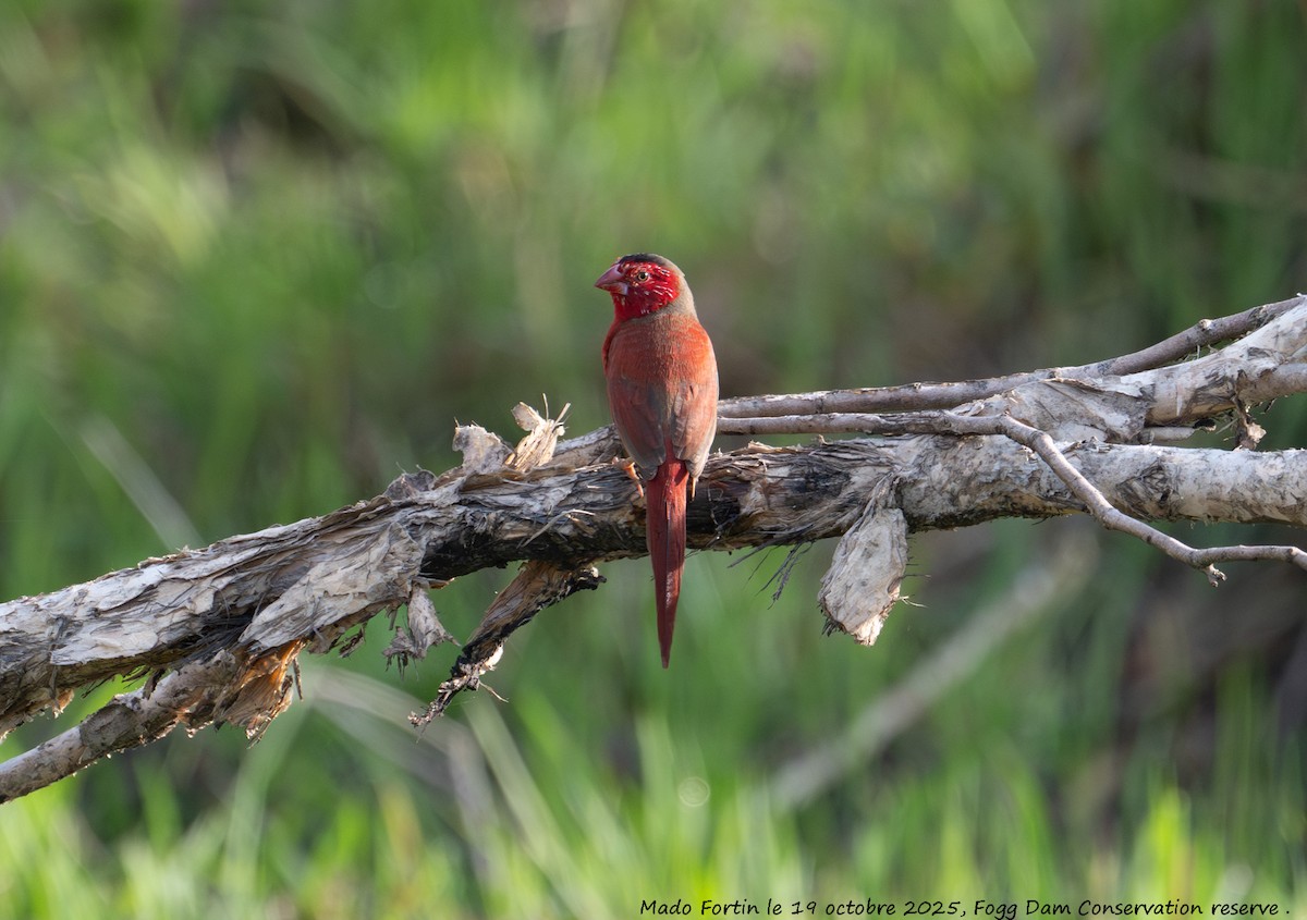 Crimson Finch - ML643750970