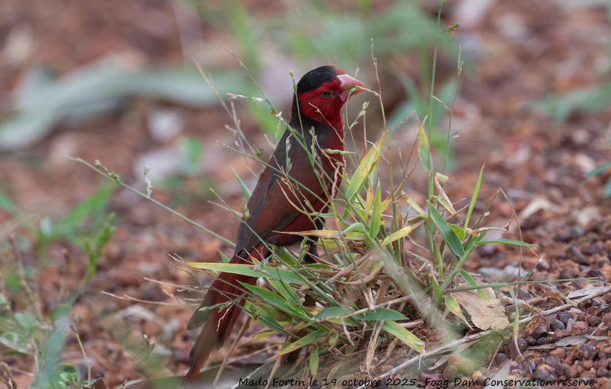 Crimson Finch - ML643750971