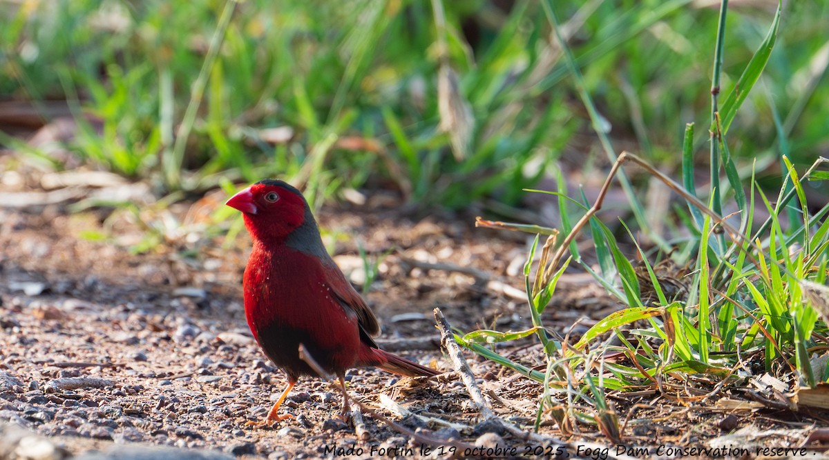 Crimson Finch - ML643750972