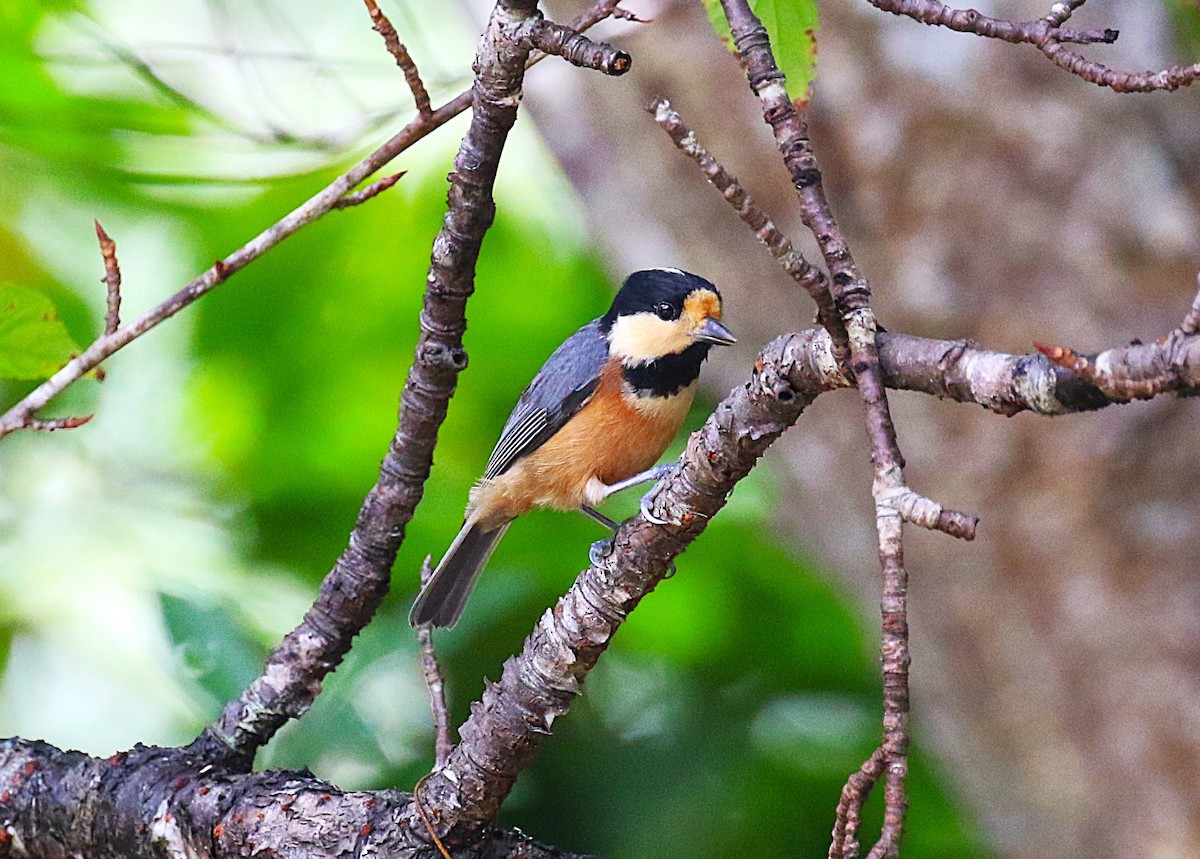 Varied Tit - ML643750974