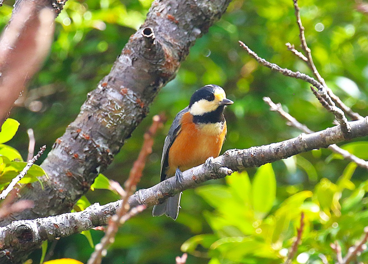 Varied Tit - ML643750975