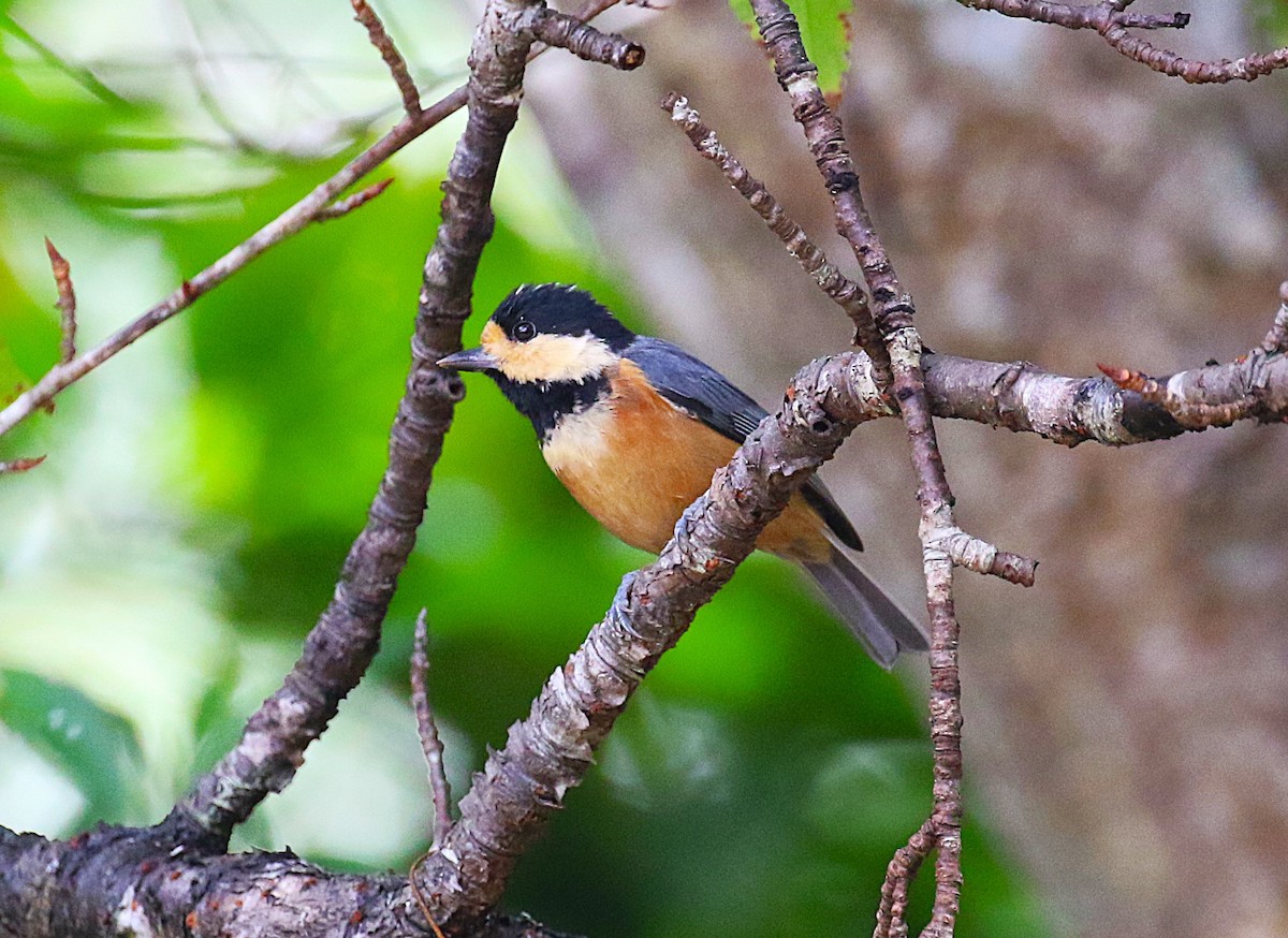 Varied Tit - ML643750976