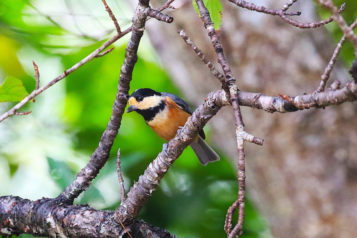 Varied Tit - ML643750977
