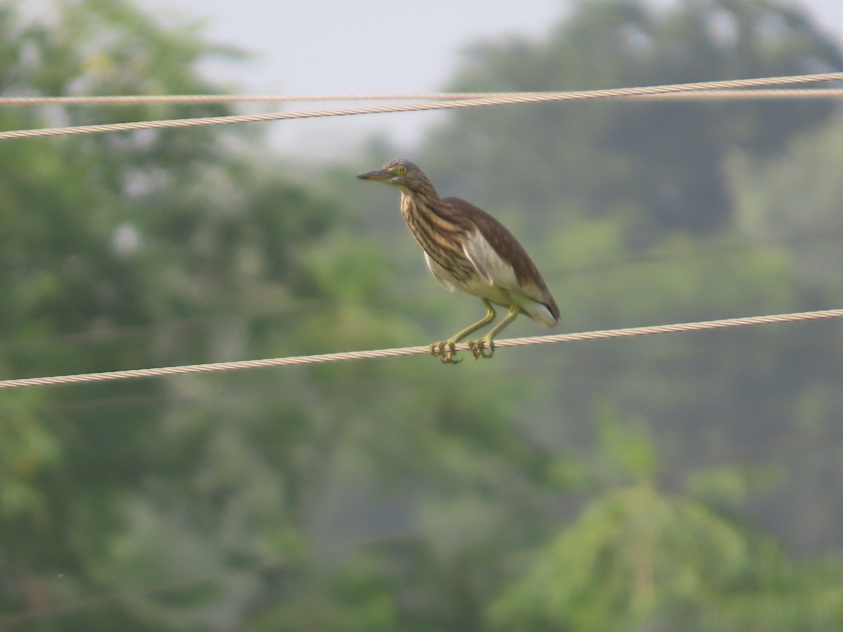 Indian Pond-Heron - ML643750979