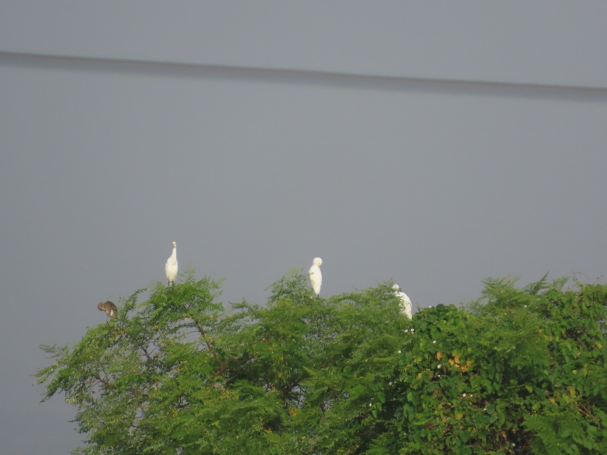 Eastern Cattle-Egret - ML643750983
