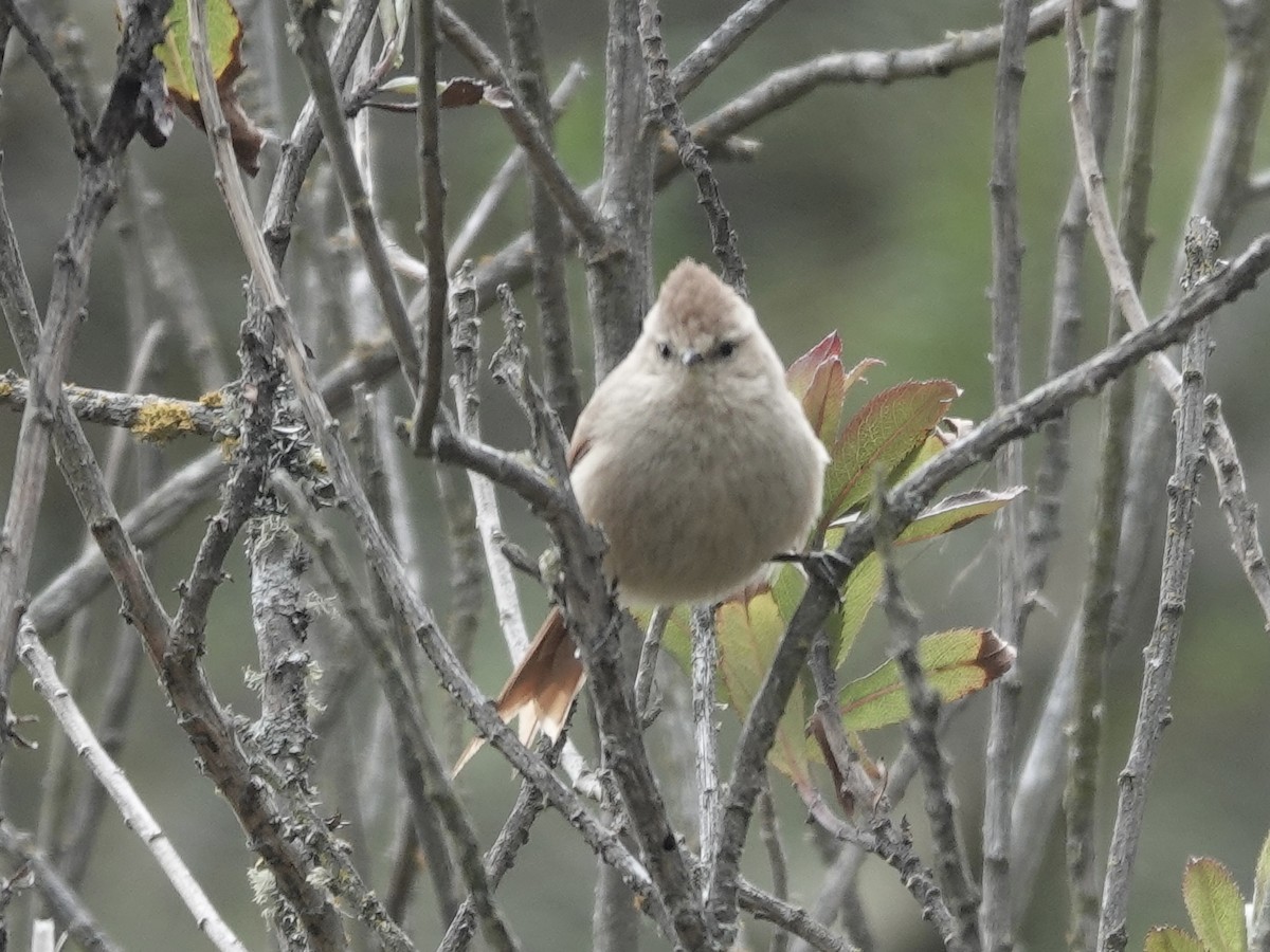 Brown-capped Tit-Spinetail - ML643750984