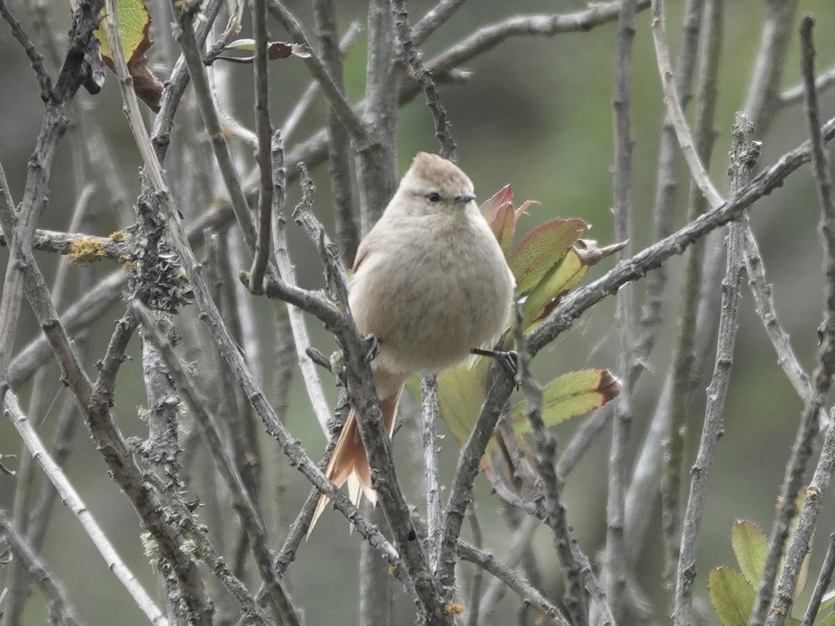 Brown-capped Tit-Spinetail - ML643750985