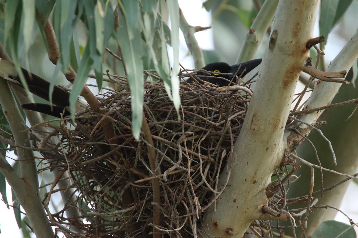 Pied Currawong - ML643750987
