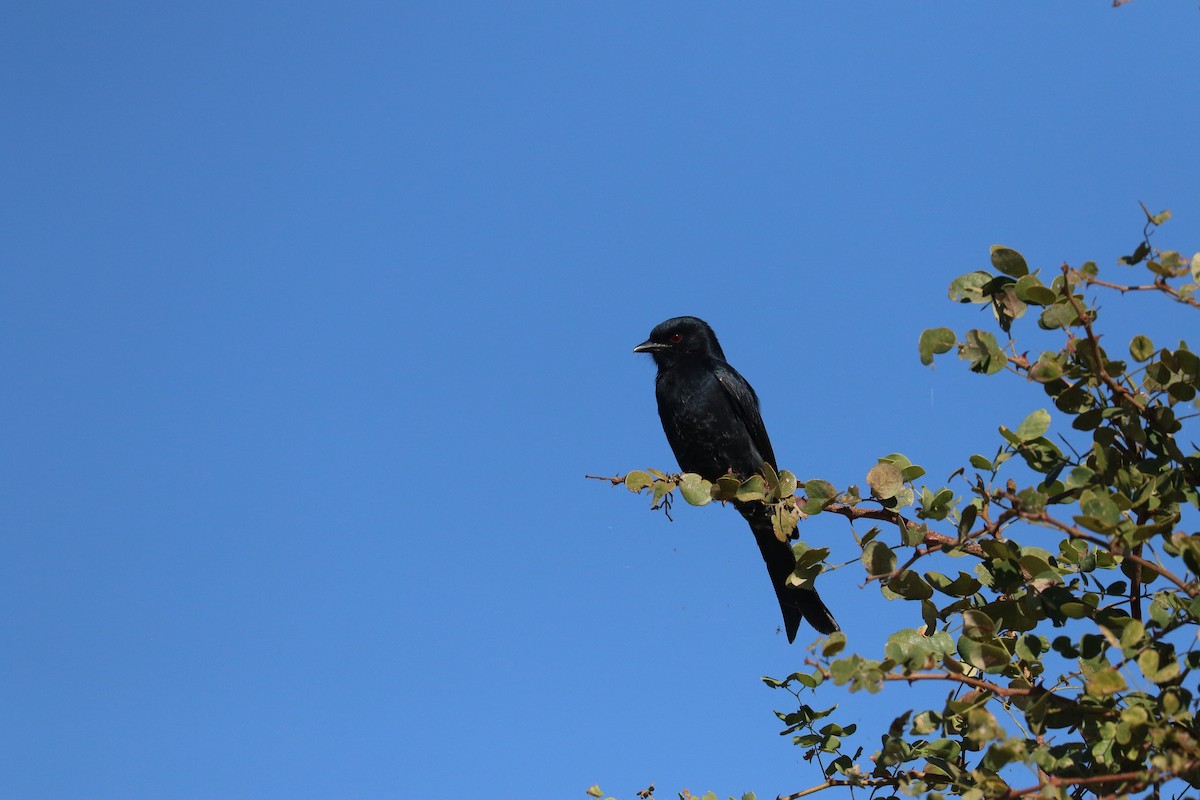 Fork-tailed Drongo - ML643750988