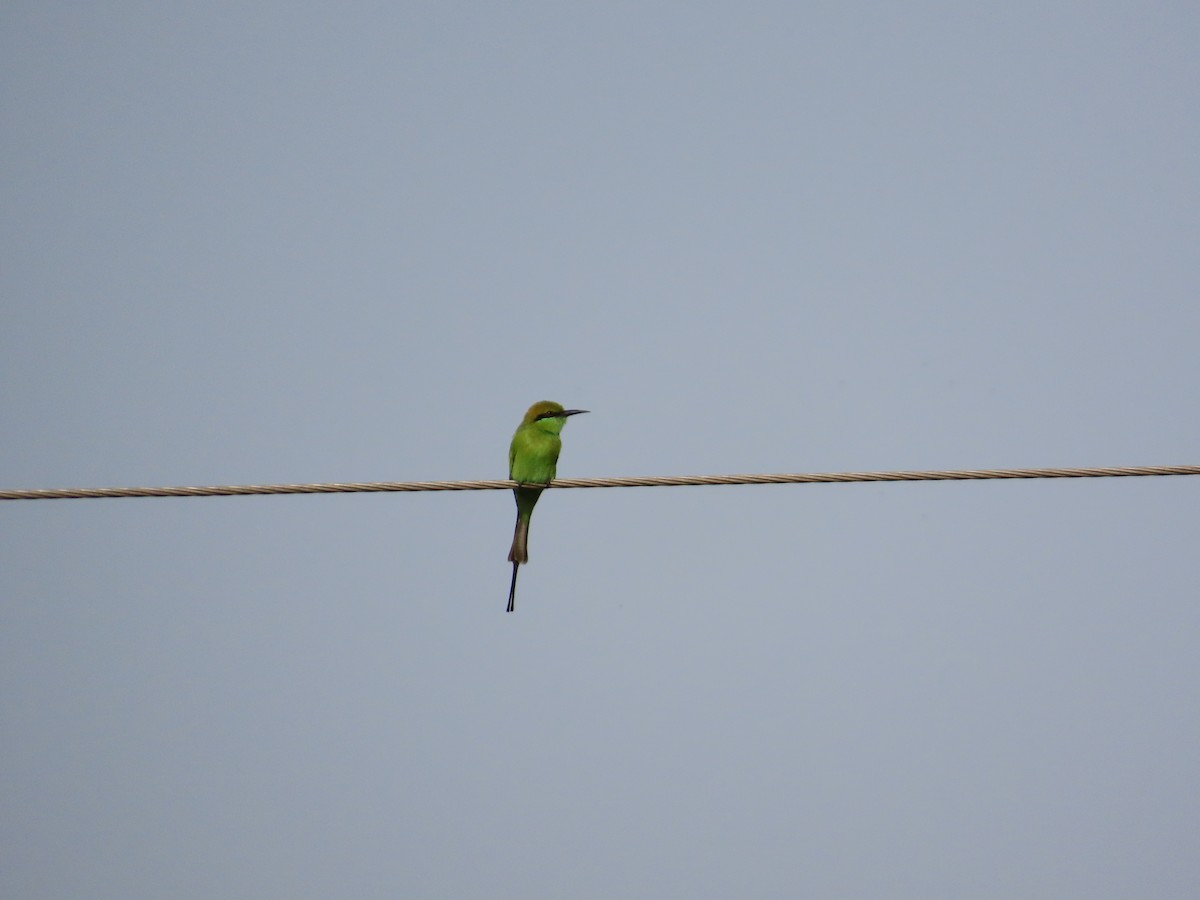 Asian Green Bee-eater - ML643750989