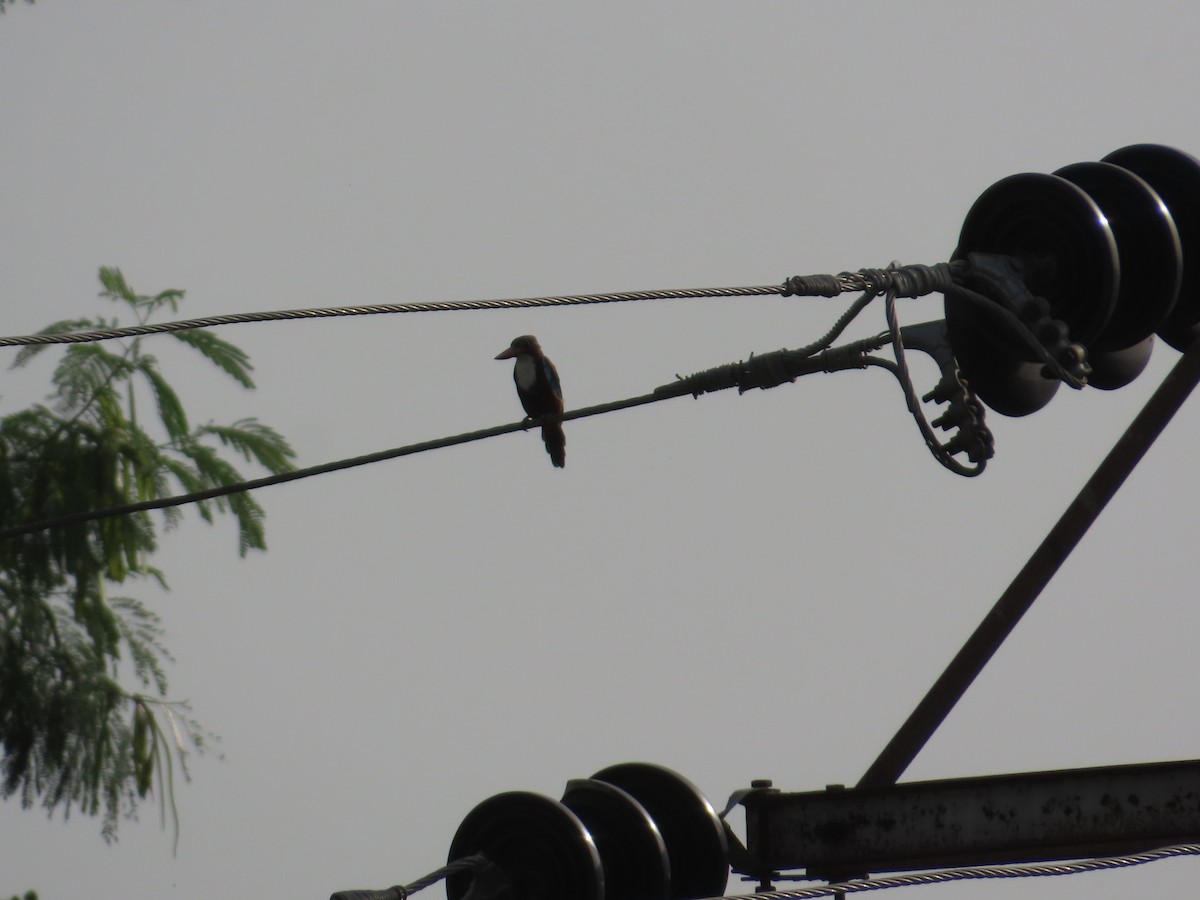 White-throated Kingfisher - ML643750990
