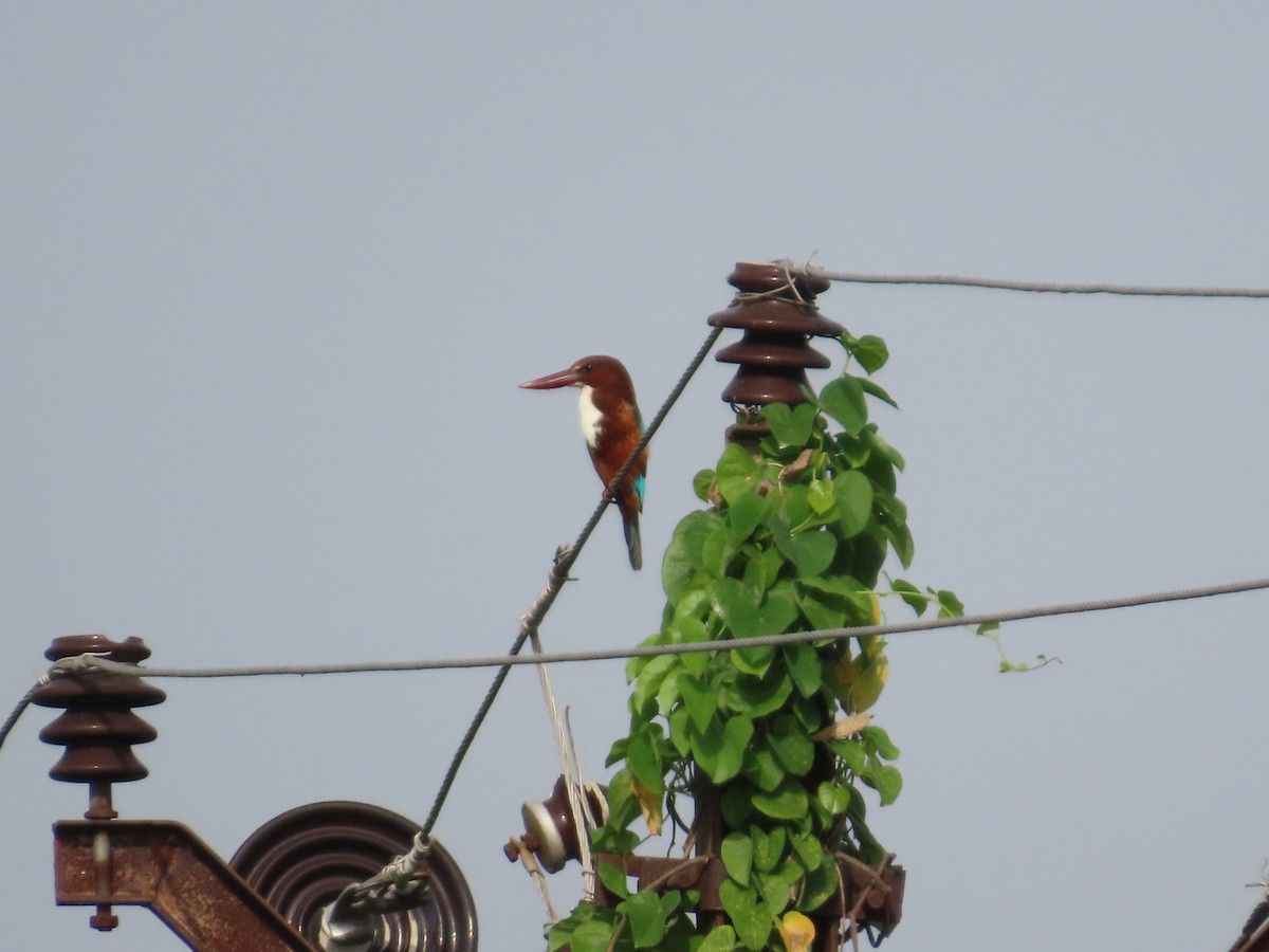 White-throated Kingfisher - ML643750993