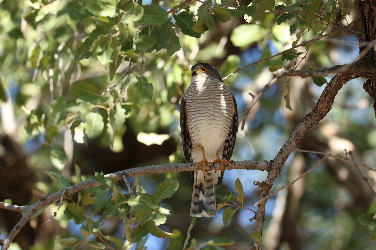 Little Sparrowhawk - ML643750994