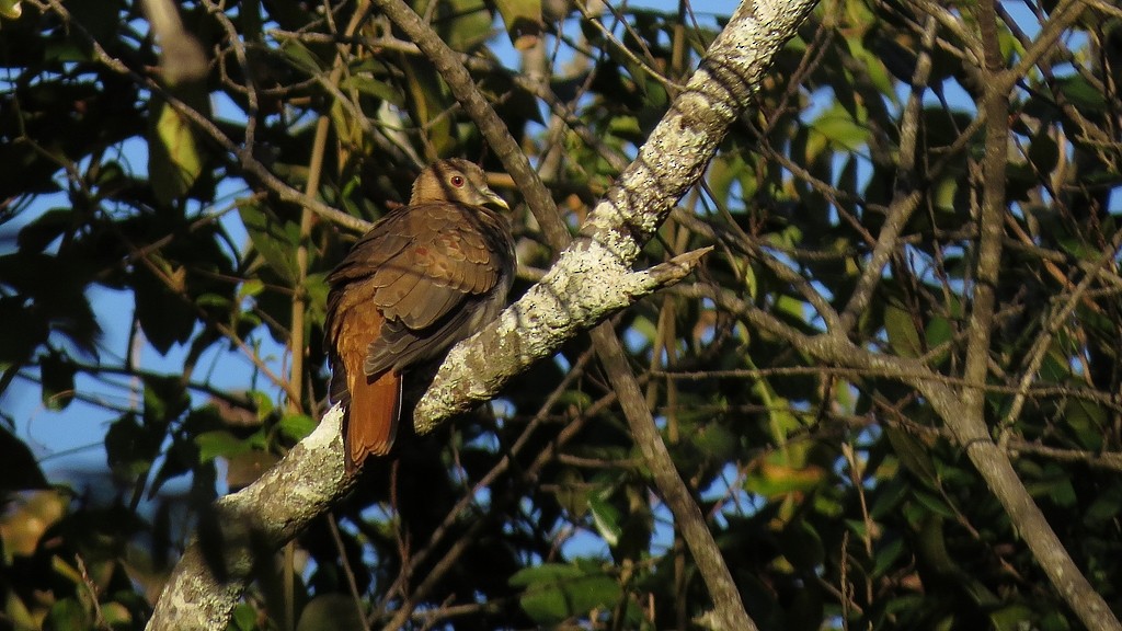Blue Ground Dove - ML643750995