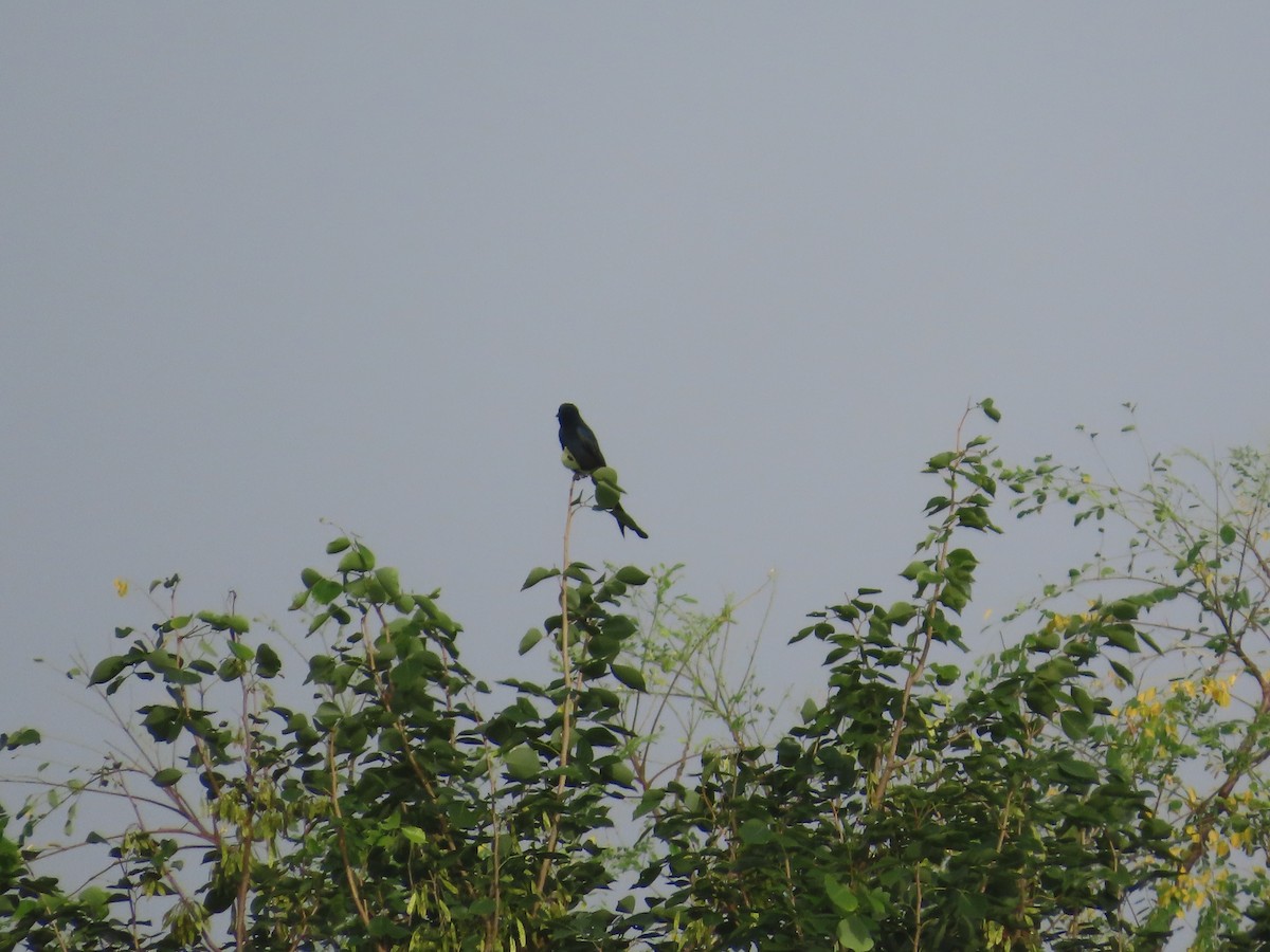 Black Drongo - ML643751001