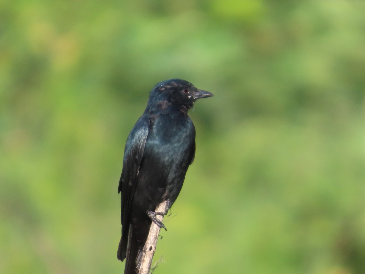Black Drongo - ML643751002