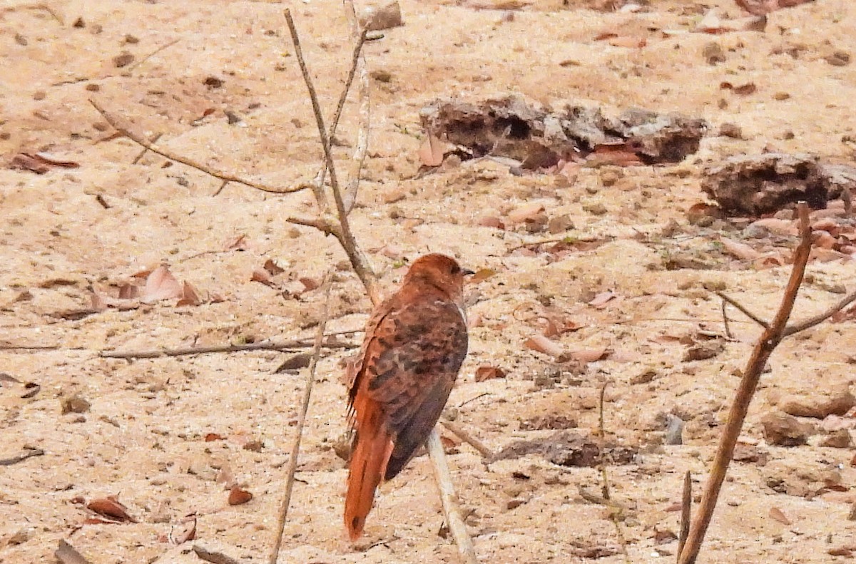 Gray-bellied Cuckoo - ML643751008
