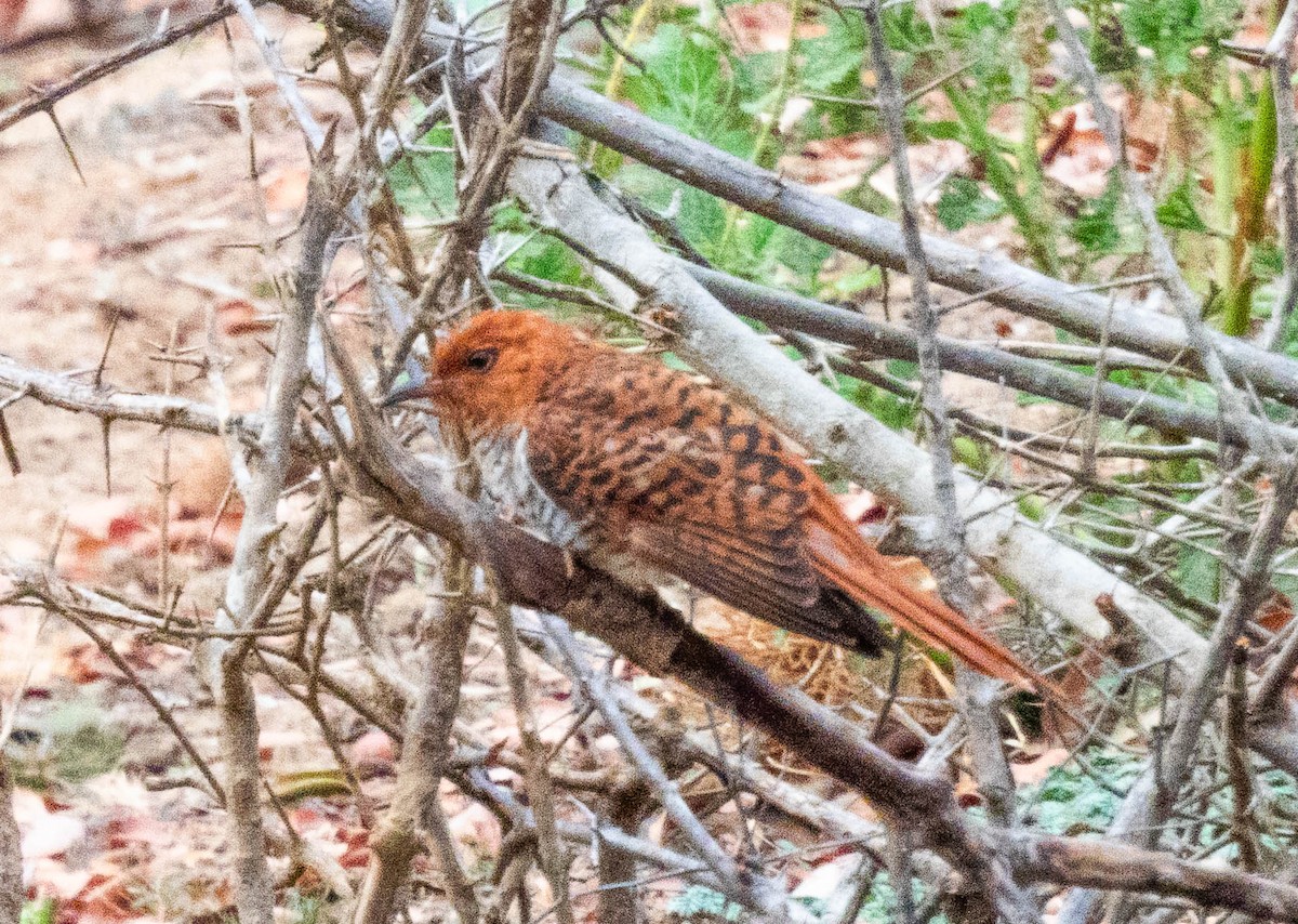 Gray-bellied Cuckoo - ML643751009