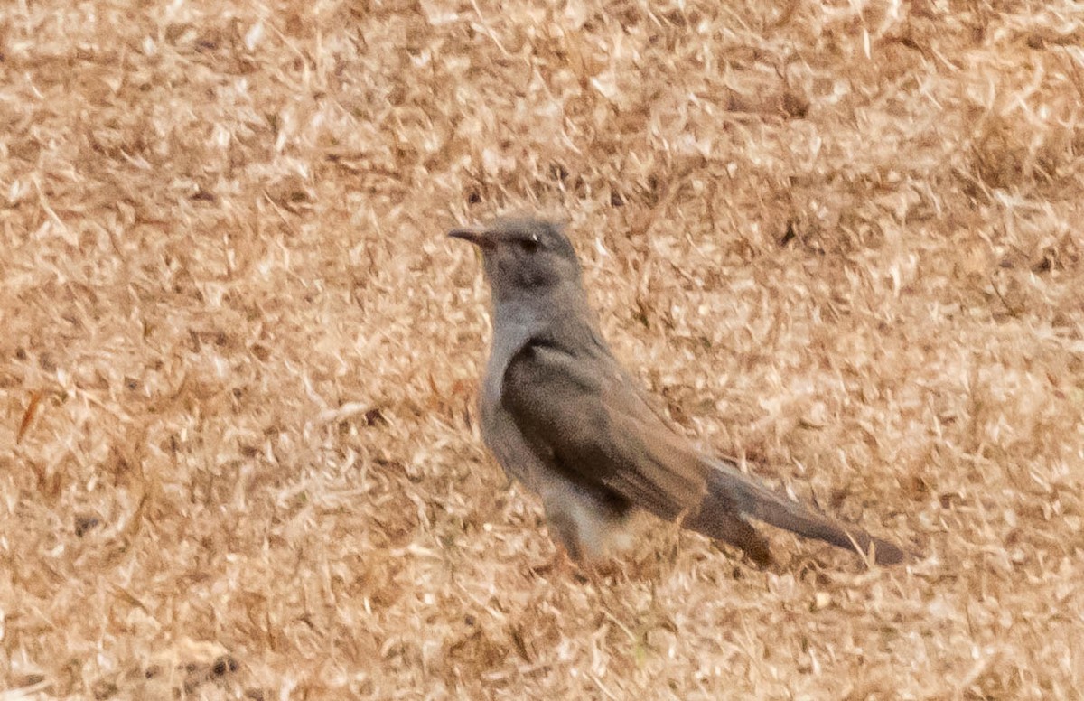 Gray-bellied Cuckoo - ML643751010