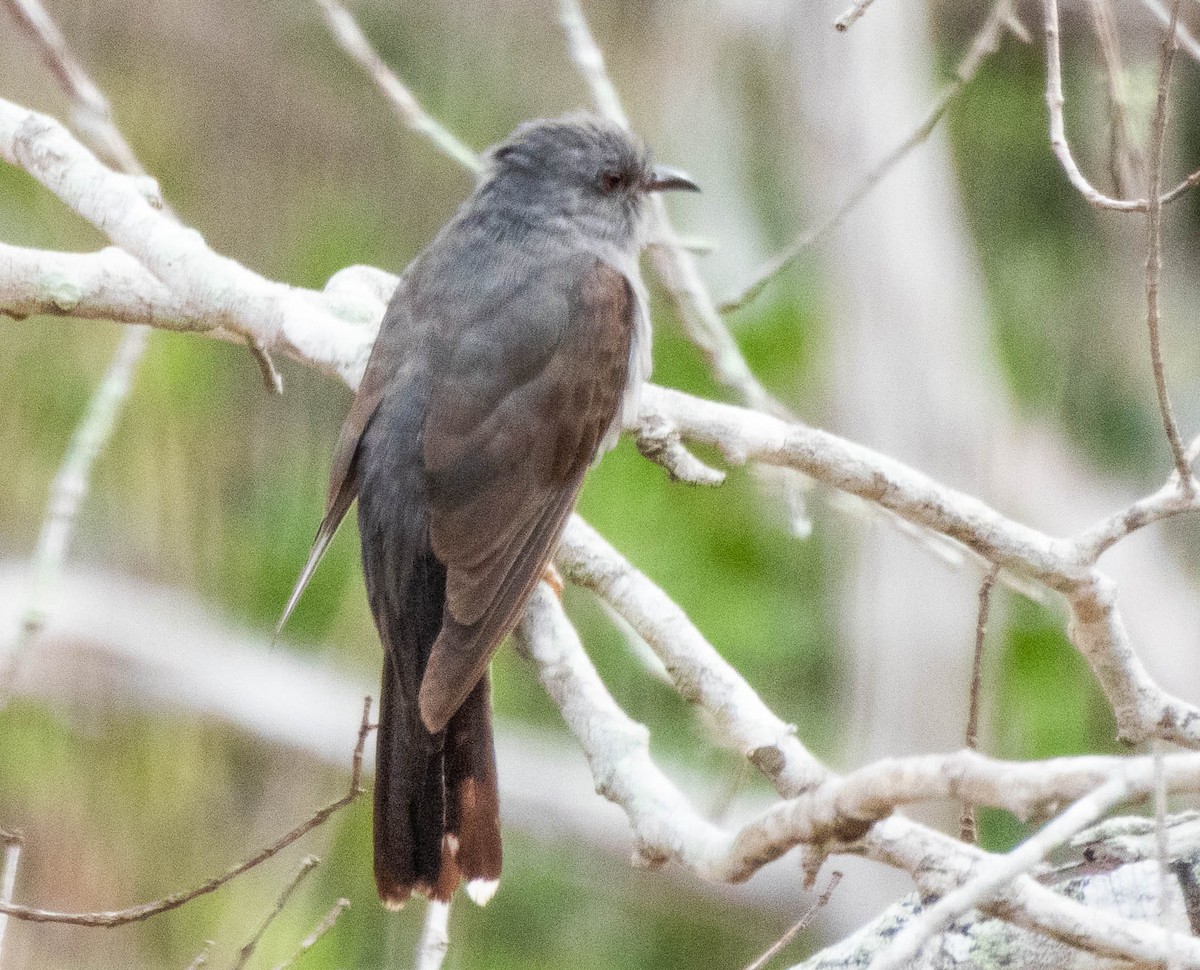 Gray-bellied Cuckoo - ML643751011