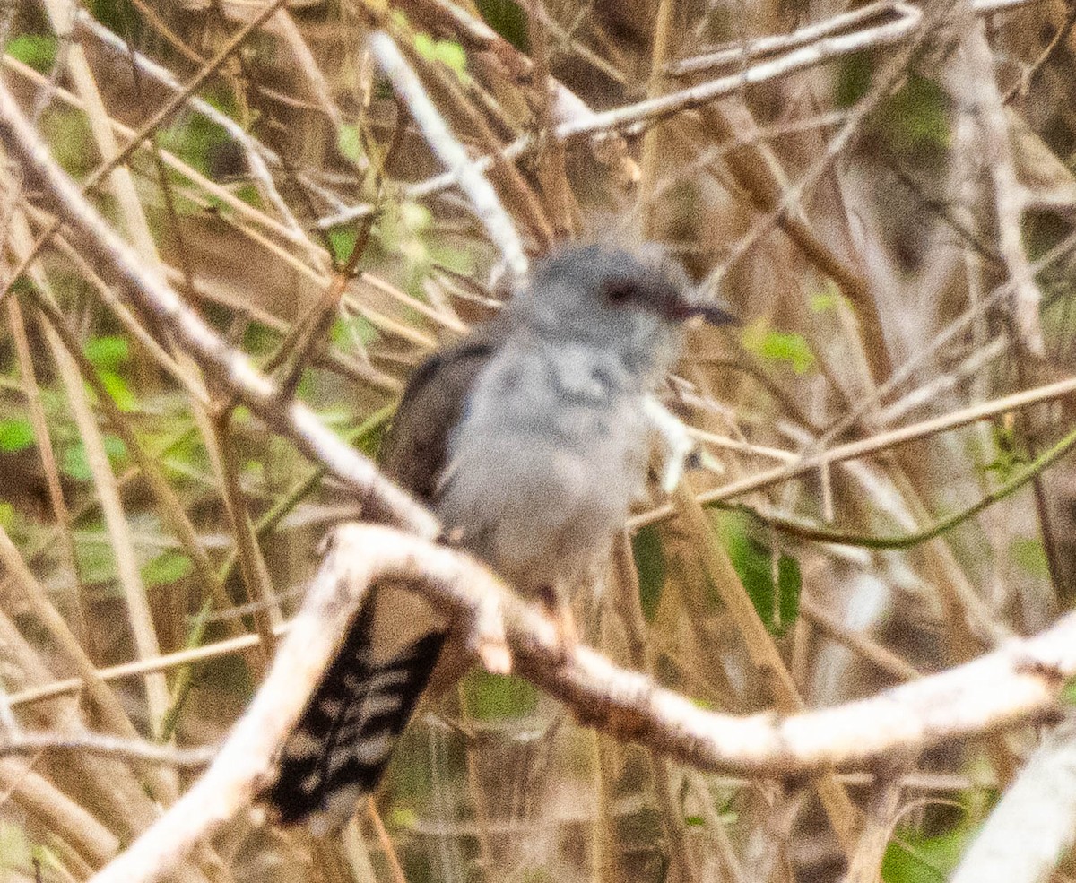 Gray-bellied Cuckoo - ML643751012