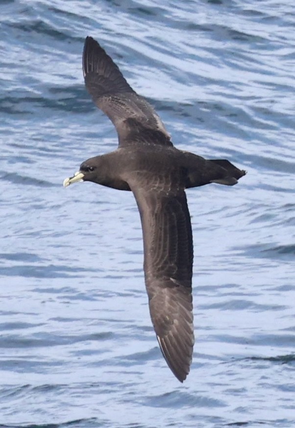 White-chinned Petrel - ML643751013