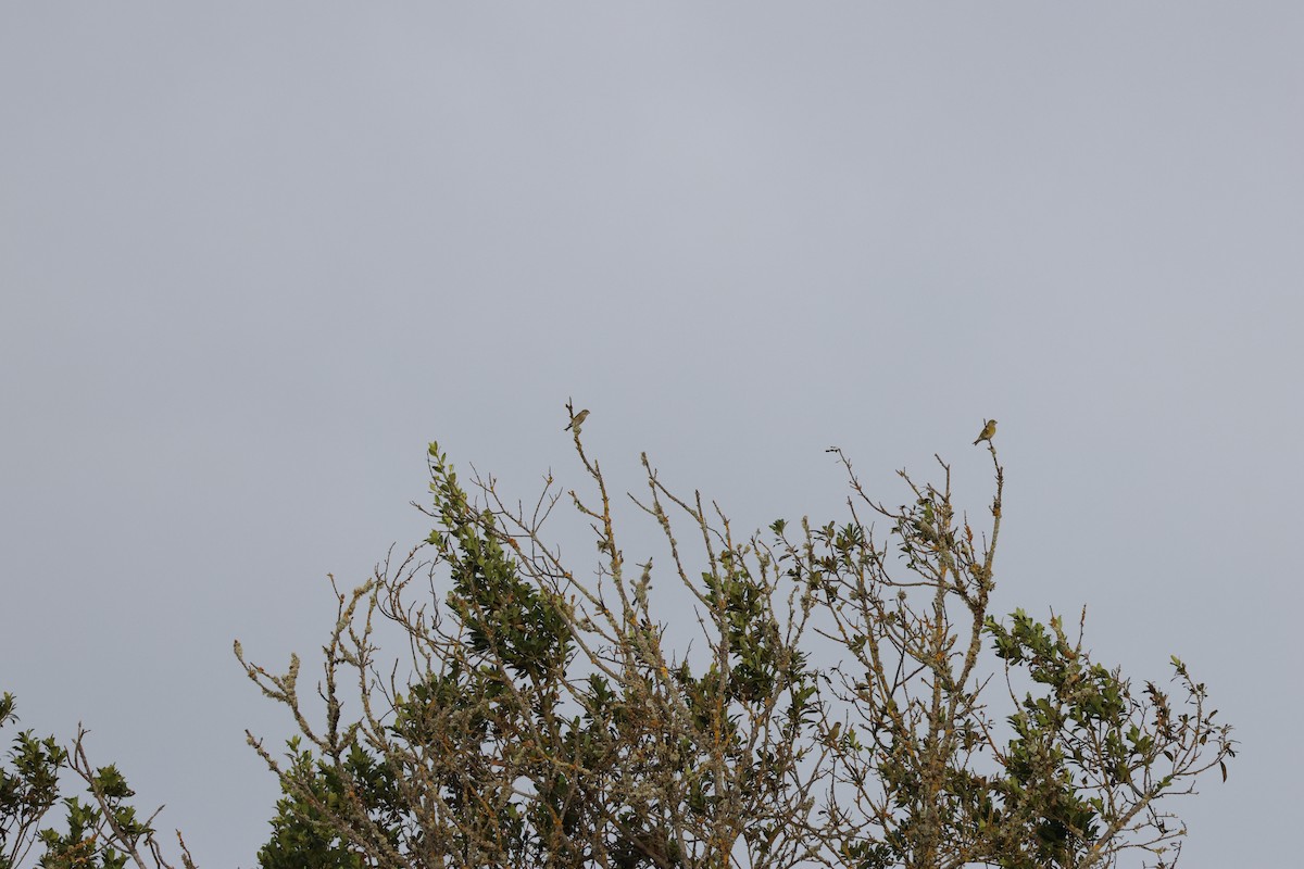 zvonek zelený - ML643751014