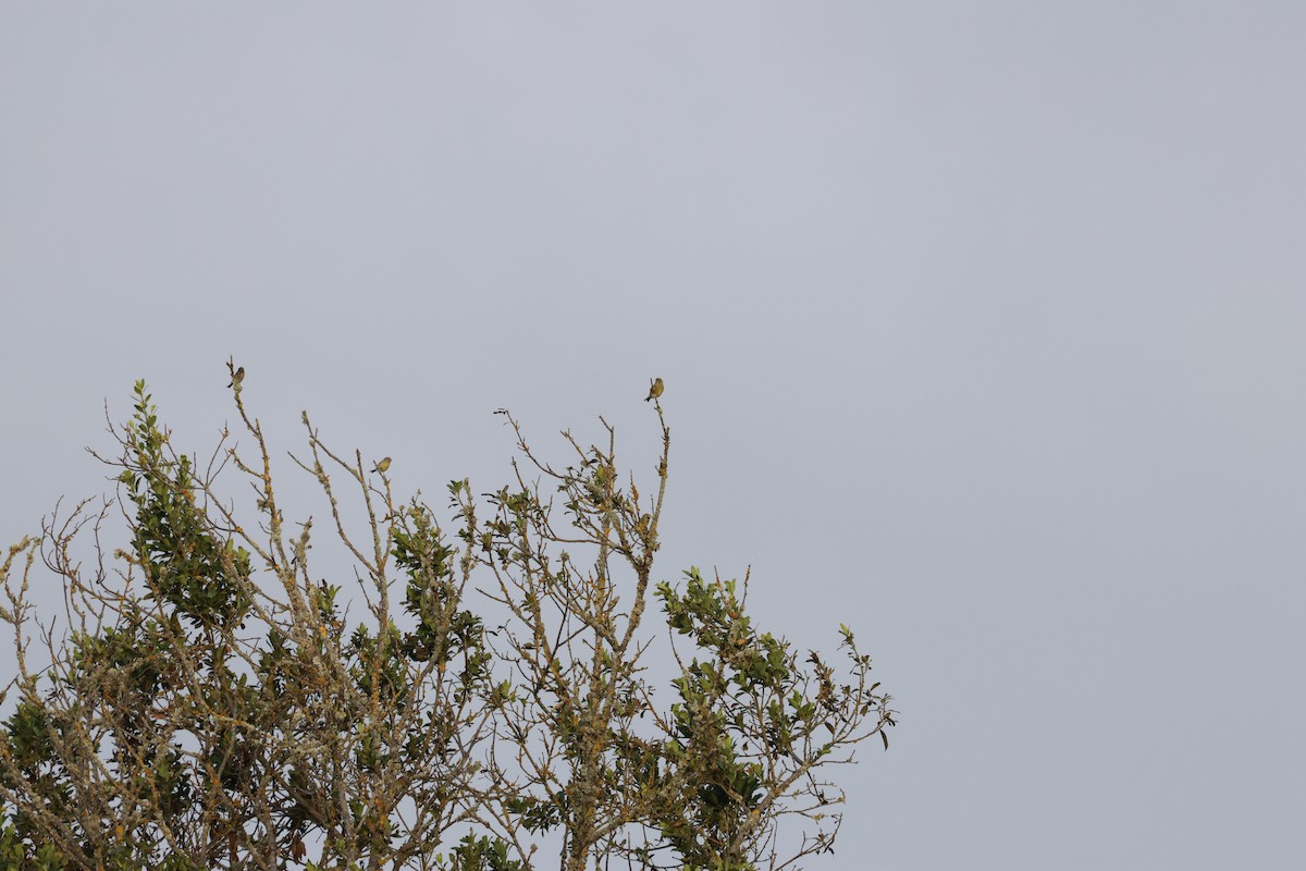 zvonek zelený - ML643751015