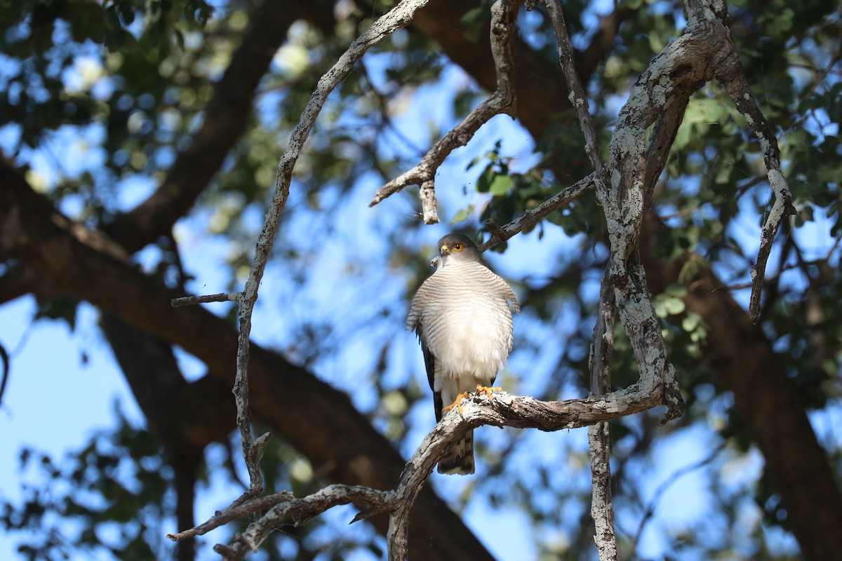 Little Sparrowhawk - ML643751017