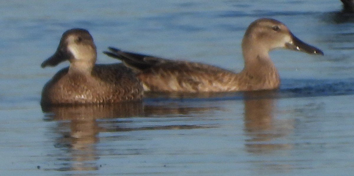 Blue-winged Teal - ML643751036