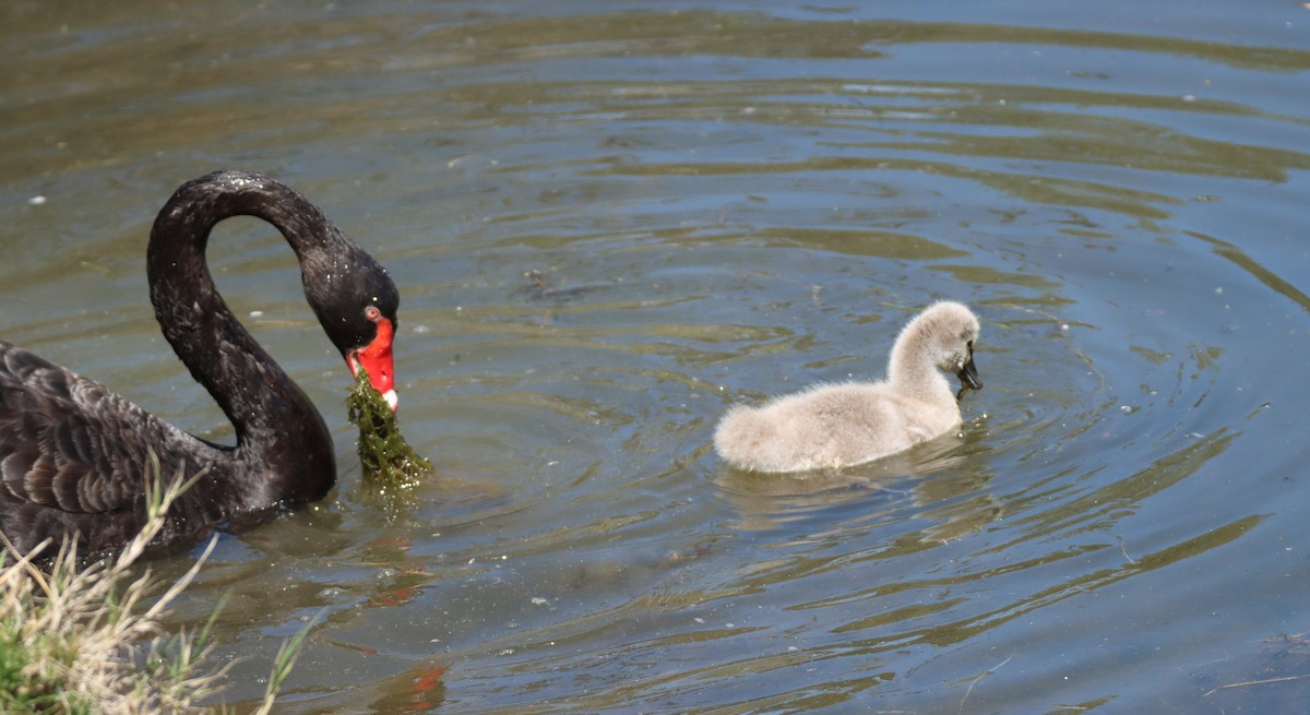 Black Swan - ML643751038