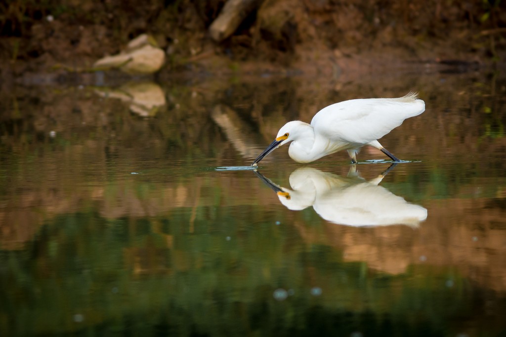 Snowy Egret - ML643751039