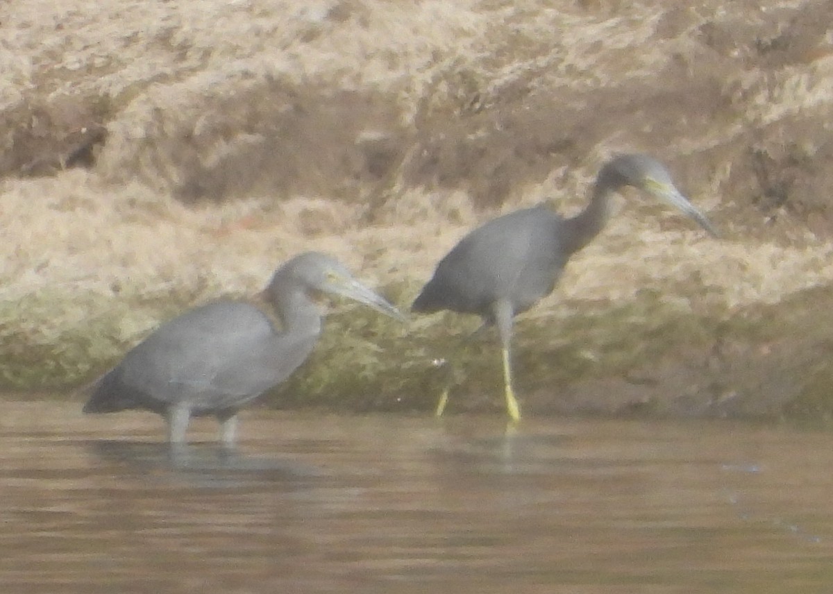 Little Blue Heron - ML643751082