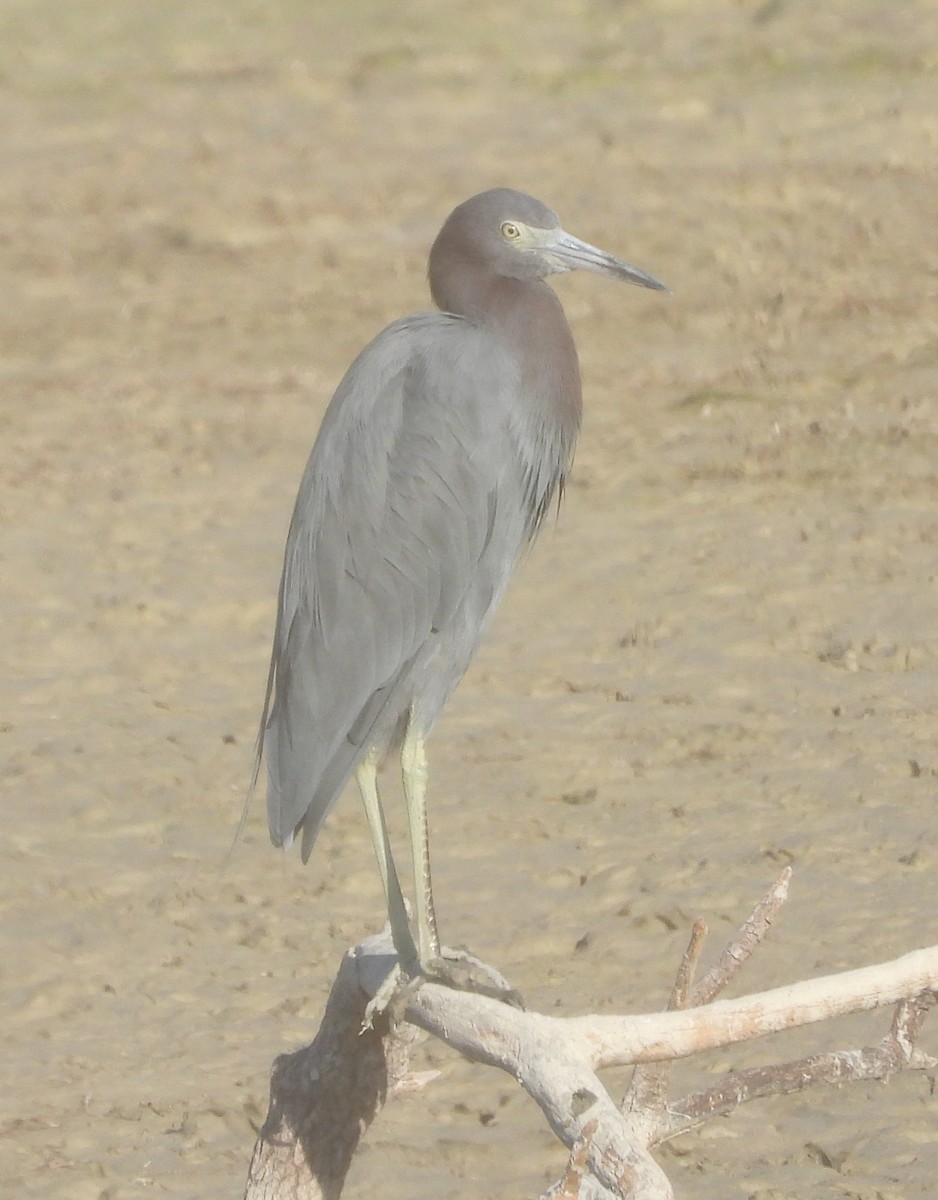 Little Blue Heron - ML643751083