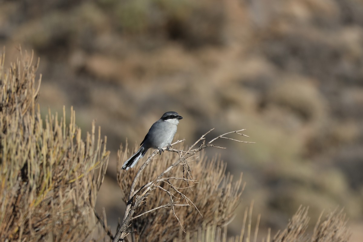 ťuhýk šedý [skupina elegans] - ML643751084