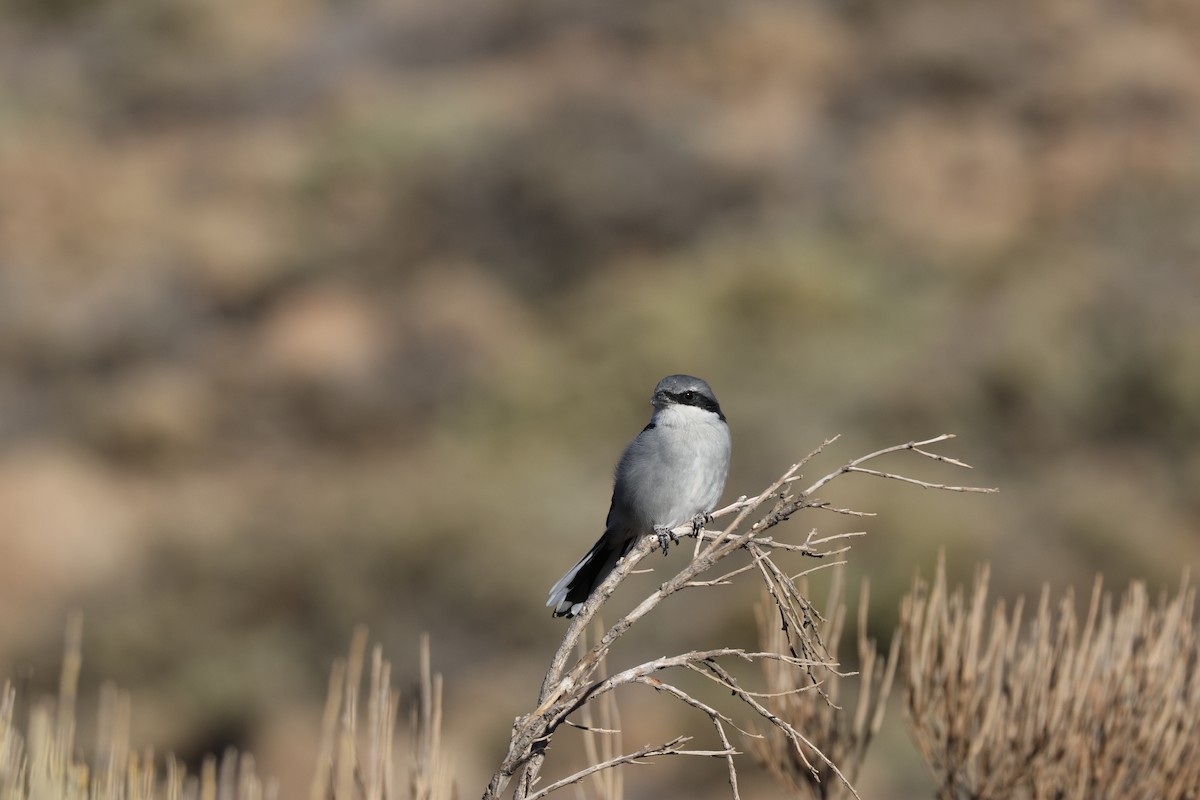 ťuhýk šedý [skupina elegans] - ML643751085