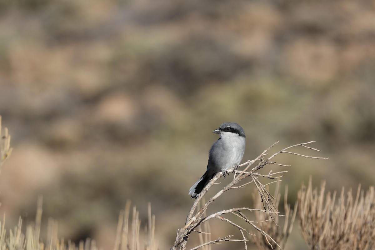 ťuhýk šedý [skupina elegans] - ML643751087