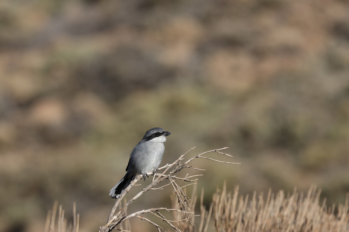 ťuhýk šedý [skupina elegans] - ML643751088