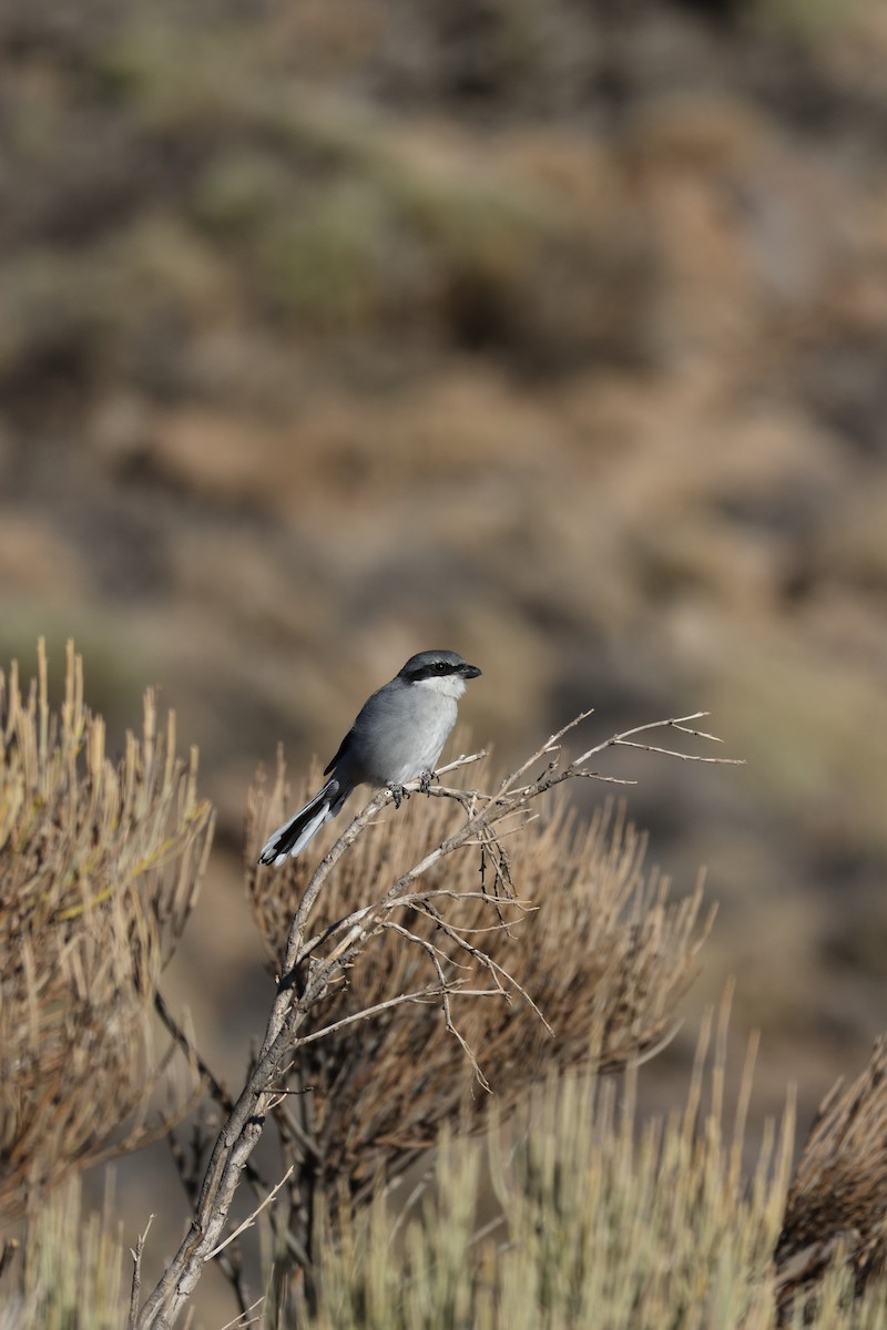 ťuhýk šedý [skupina elegans] - ML643751089