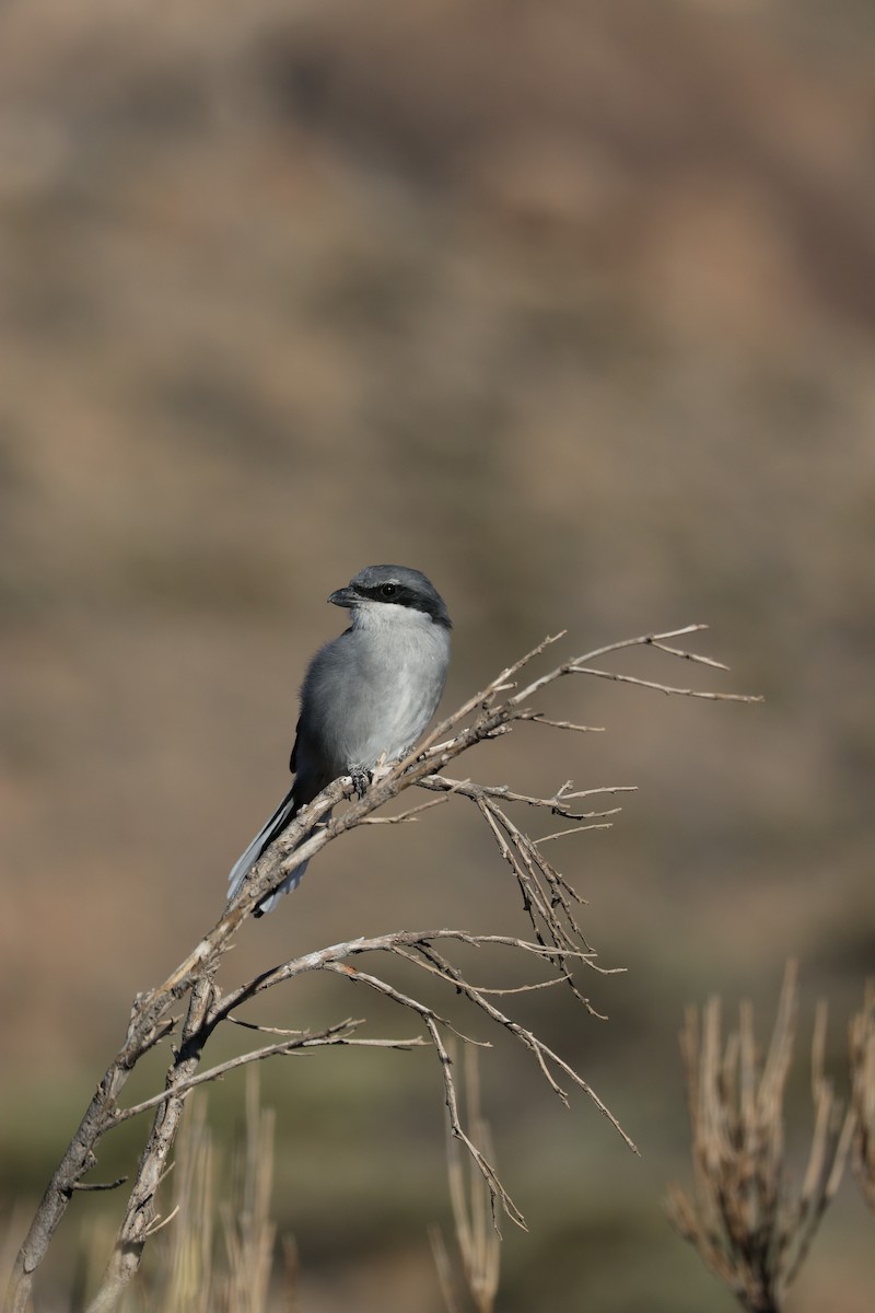 ťuhýk šedý [skupina elegans] - ML643751090