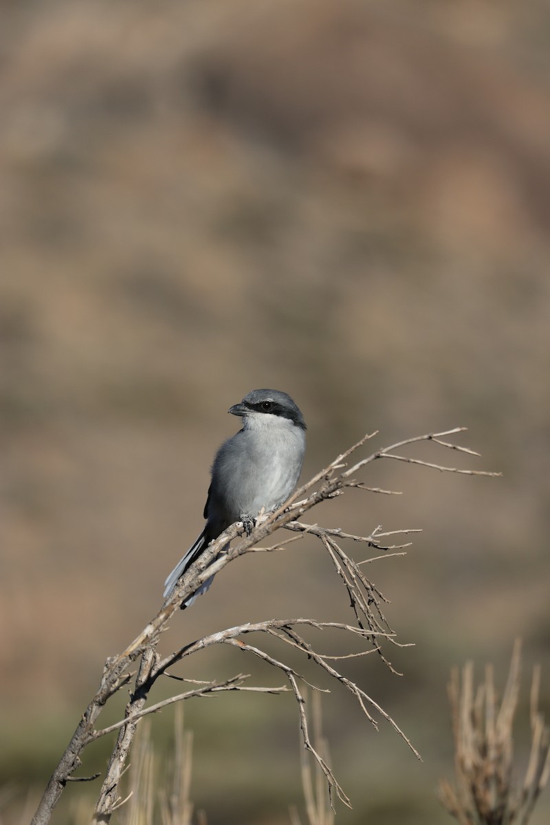 ťuhýk šedý [skupina elegans] - ML643751091