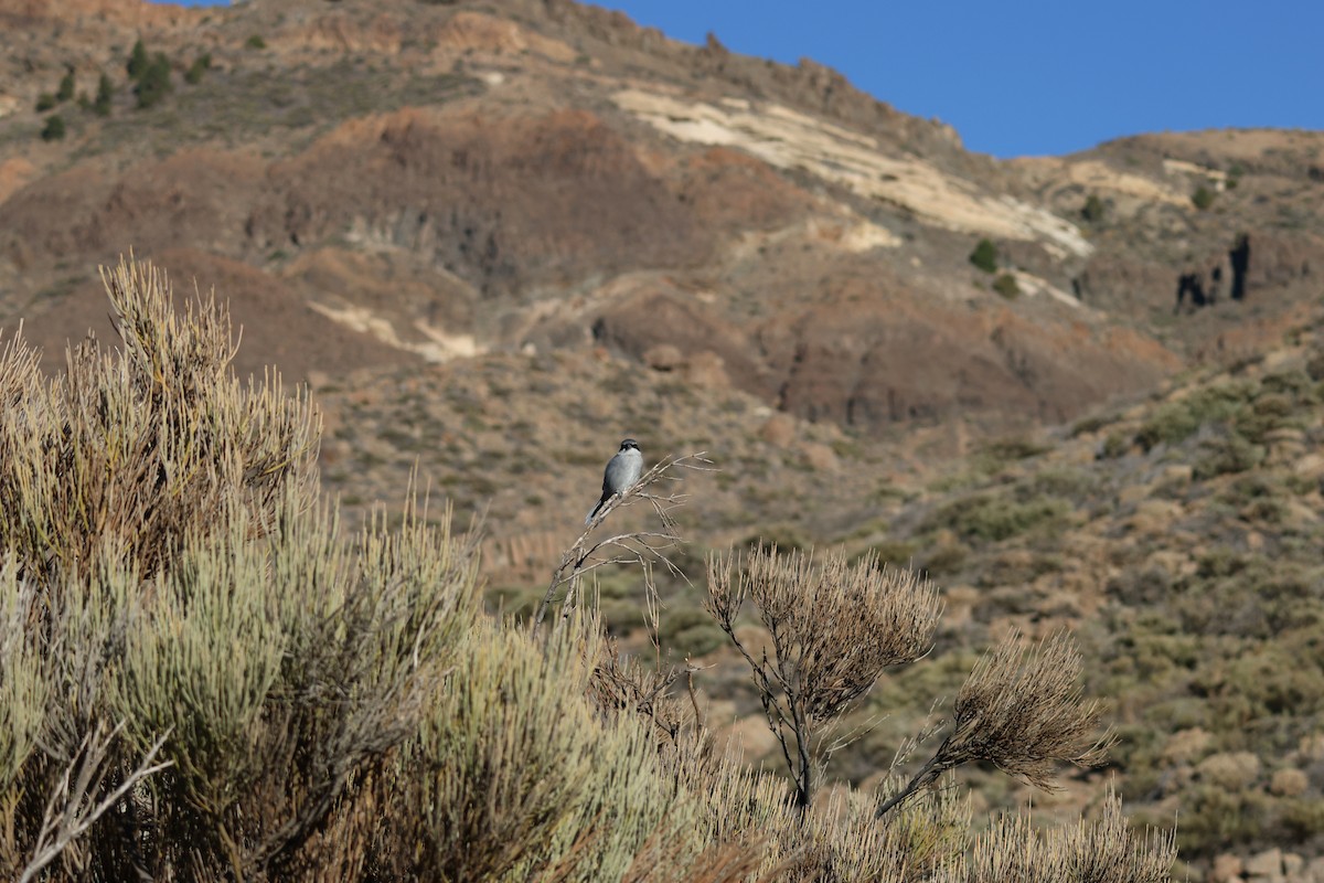 ťuhýk šedý [skupina elegans] - ML643751092