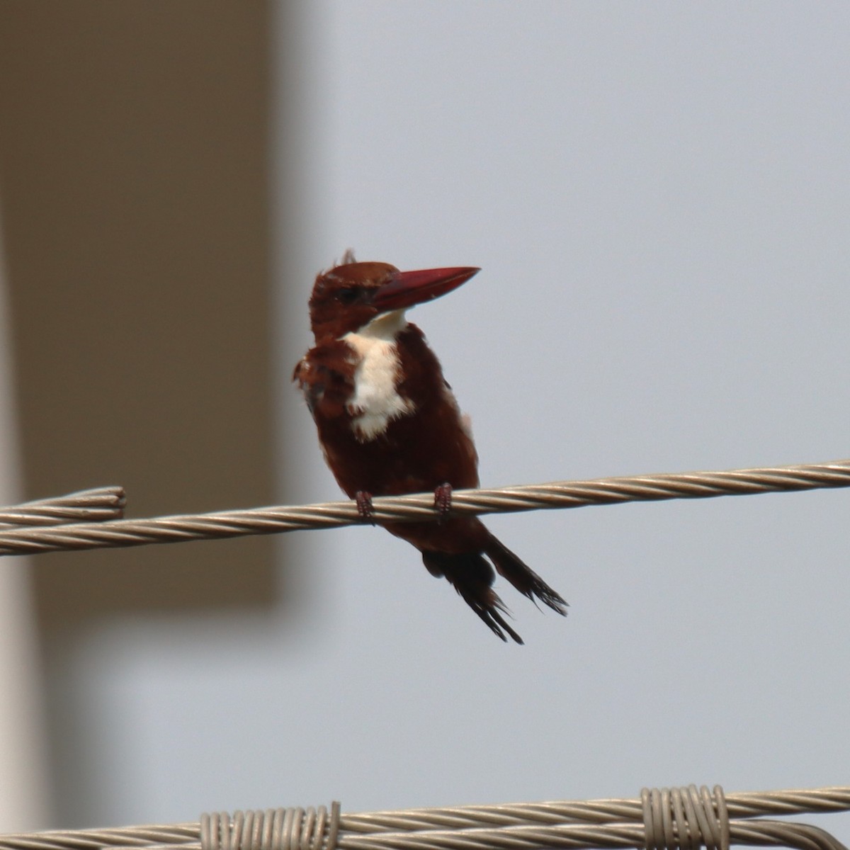 White-throated Kingfisher - ML643751116