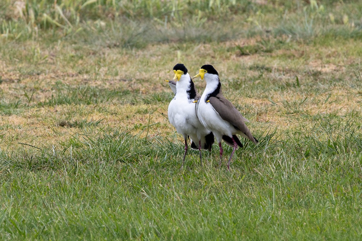 Masked Lapwing (Black-shouldered) - ML643751132