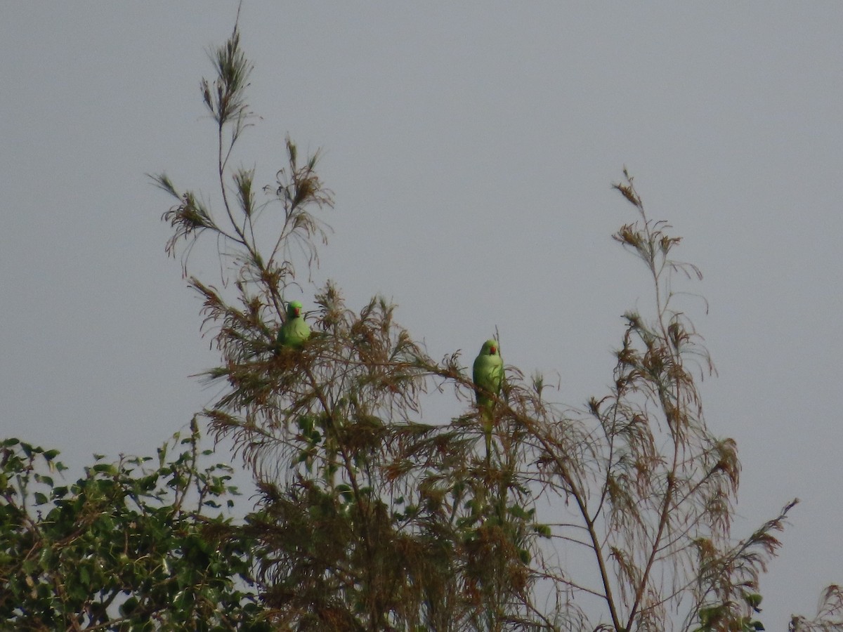 Rose-ringed Parakeet - ML643751168