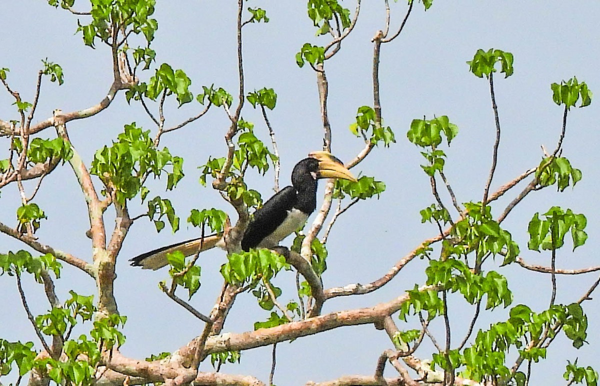 Malabar Pied-Hornbill - ML643751191