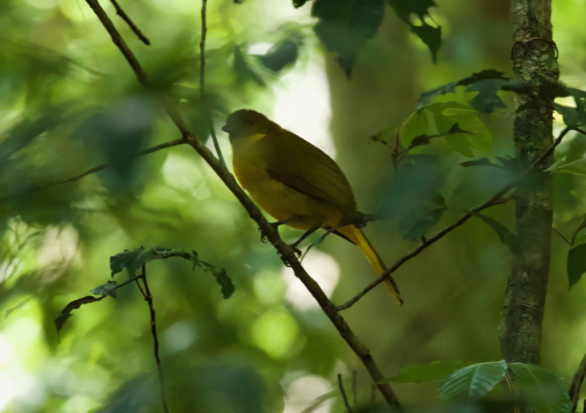 Golden Bowerbird - ML643751212