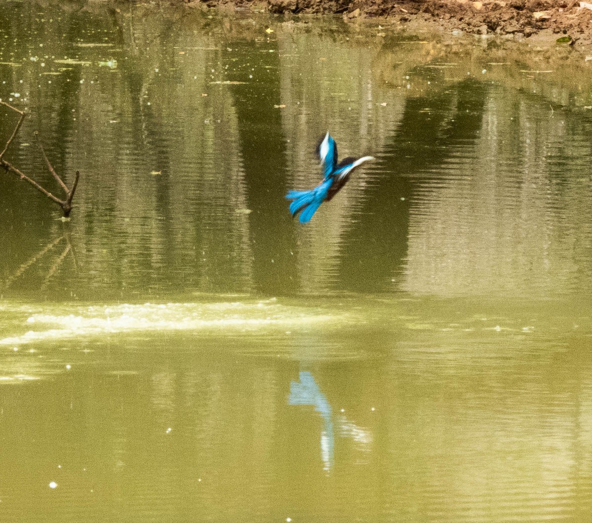 White-throated Kingfisher - ML643751217